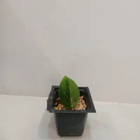 قلمه زاموفیلیا ابلق