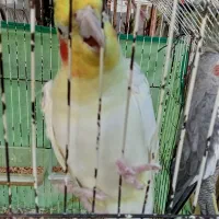 طوطی عروس لوتینو سالم|پرنده|رشت, حومه رشت|دیوار