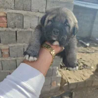 ماده عراقی|سگ|میاندوآب, |دیوار