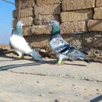 کبوتر مگسی شامی با شصتی کبود|پرنده|دشتابی, |دیوار