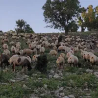 سرمایه شغل کار پر درآمد