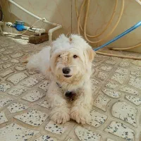 سگ پا کوتاه ماده بسیارزرنگ باهوش
