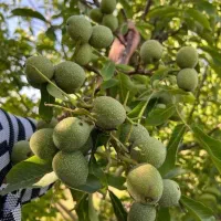 ارقم تجاری فرنور مناسب برای مناطق سرد