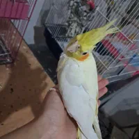 2عددعروس هلندی|پرنده|رشت, ترمینال|دیوار