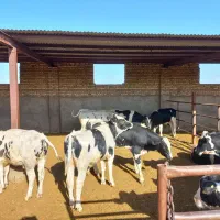 تعدا ۳۰ راس جوانه داشتی|حیوانات مزرعه|تربتحیدریه, رضاشهر|دیوار