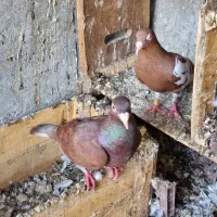 پلاکی|پرنده|باوی, |دیوار