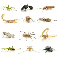 سمپاشی باغبانی و درختکاری