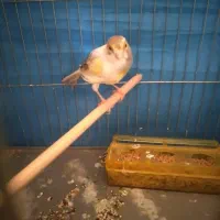 قناری|پرنده|بهار, |دیوار