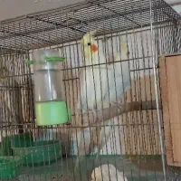 فروش طوطی عروس های بالغ و جوجه عروس هم موجود است