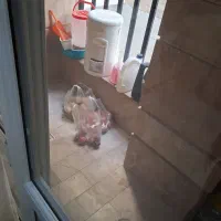 یوسف آباد امینی ۱۰۵ متر ۲خواب تاپ لوکیشن|اجارهٔ آپارتمان|تهران, نظامی گنجوی (توانیر)|دیوار