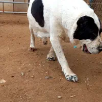 واگزای سگ لاس|سگ|برخوار, |دیوار