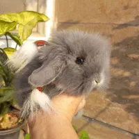 خرگوش های لوپی لوپی تربیت شده|موش و خرگوش|کرج, کیانمهر|دیوار