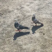 جفت تهرانی