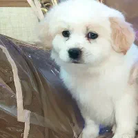 واگذاری سگ پاپی خوشگل بازی گوش