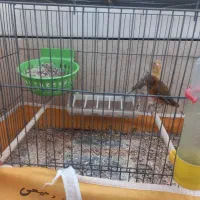 جفت قناری مولد