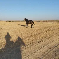 اسب|اسب و تجهیزات اسبسواری|شیرینسو, |دیوار