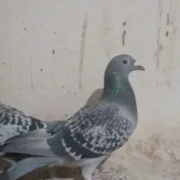 عراق دستگیری