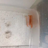 لابستر قرمز و نارنجی