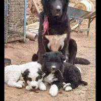 شاه توله های قدرجونی اصیل