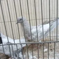 کبوتر سیلیتی پا کسانی اصل