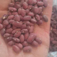 نخود بوجاری شده|خوردنی و آشامیدنی|قم, شهرک فاطمیه|دیوار