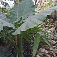 گل بابا آردن وکردلینک|گل و گیاه طبیعی|نوشهر, |دیوار