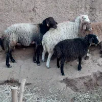 بره نرفروشی