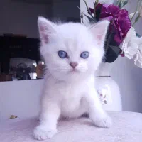 گربه بریتیش چاکلت پوینت چشم آبی اقیانوسی