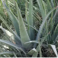 برگ و پاجوش آلوئه ورا