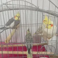 دوجفت عروس هلندی