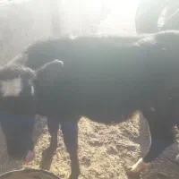 گوساله ماده نژاد جرسی