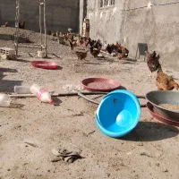 مرغ و خروس بالای 4ماه