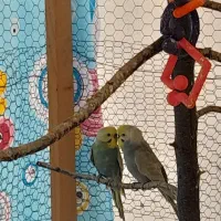 جفت مرغ عشق رینبو