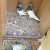 کبوتر گوی باش