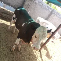 دام زنده خرید وفروش