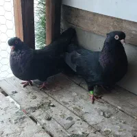 ۴ جفت کبوتر صرب و نوک ریز