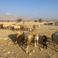 فروش40راس میش گوسفند ترکی بختیاری بره دار|حیوانات مزرعه|کازرون, |دیوار