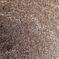 گندم پیشگام آبی