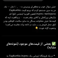 افوربیا اینجنس (کلکسیونی)|گل و گیاه طبیعی|قدس, شهر‌قدس|دیوار