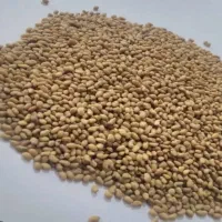 بذر یونجه همدانی