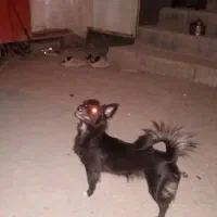 سگ گمشده