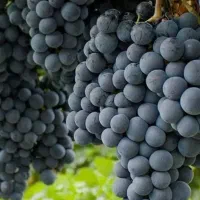 انواع نهال انگور و...|خدمات باغبانی و درختکاری|تربت‌حیدریه, فردوسی جنوبی|دیوار