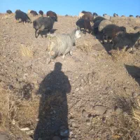 ببز|حیوانات مزرعه|اراک, |دیوار