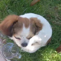 واگذاری سگ خانگی نژاد دار