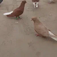 یک جفت دم سفید