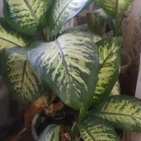مغازه در ۳۰ متری معاد