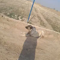 سگ ماده سراب|سگ|شوط, |دیوار