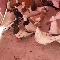 کبوتر|پرنده|رباط‌کریم, الارد|دیوار