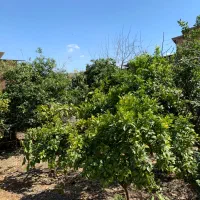 فروش خانه سرا|فروش زمین و ملک کلنگی|طبقده, |دیوار