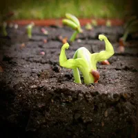 مشاوره تخصصی کشاورزی + برنامه تغذیه ارگانیک